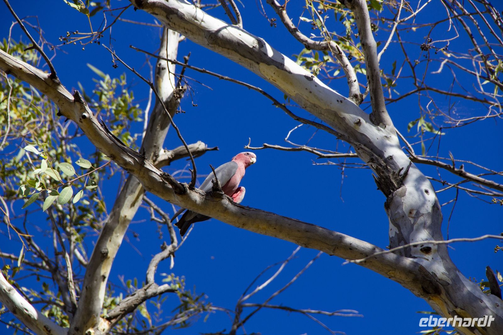 096 – Australien