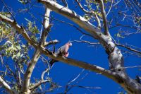 096 – Australien