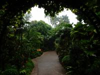 Botanischer Garten Singapur