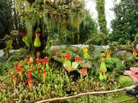 Gardens by the Bay Singapur 