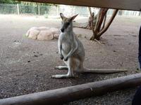 Featherdale Wildlife Park 