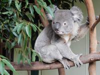 Featherdale Wildlife Park 