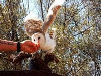 Desert Park Alice Springs 
