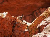 Wallaby Wanderung Simpson Gap