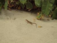 Singapur - Gardens by the Bay