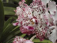 Singapur - Orchard Garden