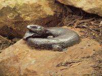 Ausflug in die Blue Mountains