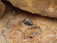 Ausflug in die Blue Mountains