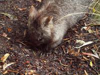 Featherdale Wildlife Park