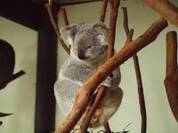 Featherdale Wildlife Park