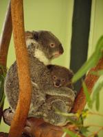 Featherdale Wildlife Park