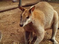 Featherdale Wildlife Park
