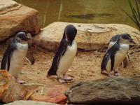 Featherdale Wildlife Park