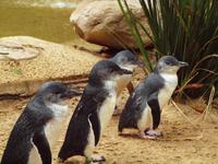 Featherdale Wildlife Park