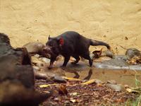 Featherdale Wildlife Park