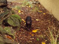 Featherdale Wildlife Park