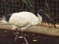 Featherdale Wildlife Park