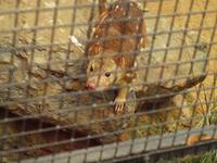 Featherdale Wildlife Park