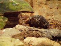 Featherdale Wildlife Park