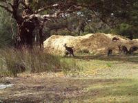 Ausflug Great Ocean Road - wilde Kängurus