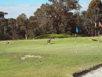 Ausflug Great Ocean Road - wilde Kängurus