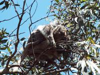 Ausflug Great Ocean Road