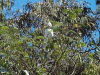 Ausflug Great Ocean Road
