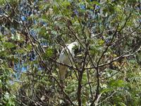 Ausflug Great Ocean Road