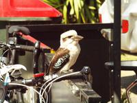 Ausflug Great Ocean Road - Kookaburra