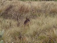 Ausflug Great Ocean Road - wilde Kängurus