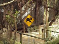 Rainforest Wildlife Habitat