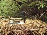 Rainforest Wildlife Habitat