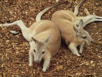 Rainforest Wildlife Habitat