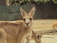 Rainforest Wildlife Habitat