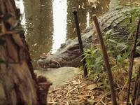 Rainforest Wildlife Habitat