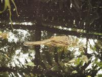 Rainforest Wildlife Habitat