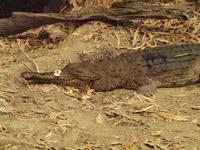 Rainforest Wildlife Habitat