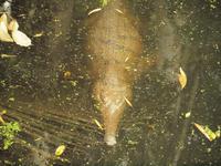 Rainforest Wildlife Habitat