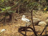 Rainforest Wildlife Habitat