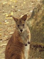 Rainforest Wildlife Habitat