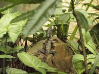 Rainforest Wildlife Habitat