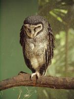 Rainforest Wildlife Habitat