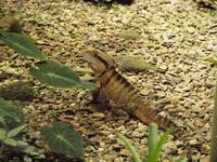 Rainforest Wildlife Habitat