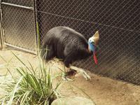 Rainforest Wildlife Habitat