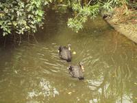 Rainforest Wildlife Habitat