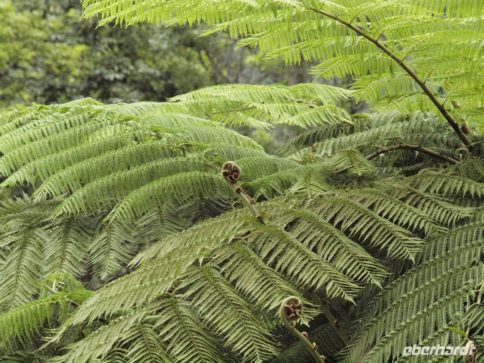 Daintree Nationalpark - Farn - Koru