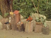 Besuch der Kuku Yalanji Aborigines