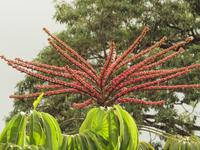 auf dem Weg zur Mossmanschlucht