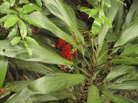 auf dem Weg zur Mossmanschlucht