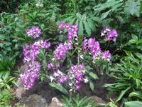 Botanischer Garten - Orchideengarten